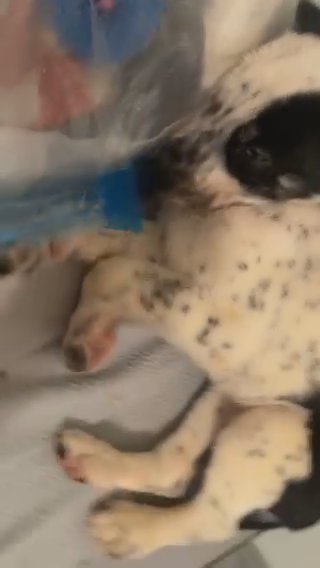 Siberian Husky/ Brown Liver Spotted Dalmatian in Kingston, New York