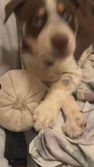 Siberian Husky/ Brown Liver Spotted Dalmatian in Kingston, New York