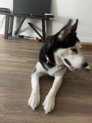 Siberian Husky Needs A New Home in Ennis, Texas