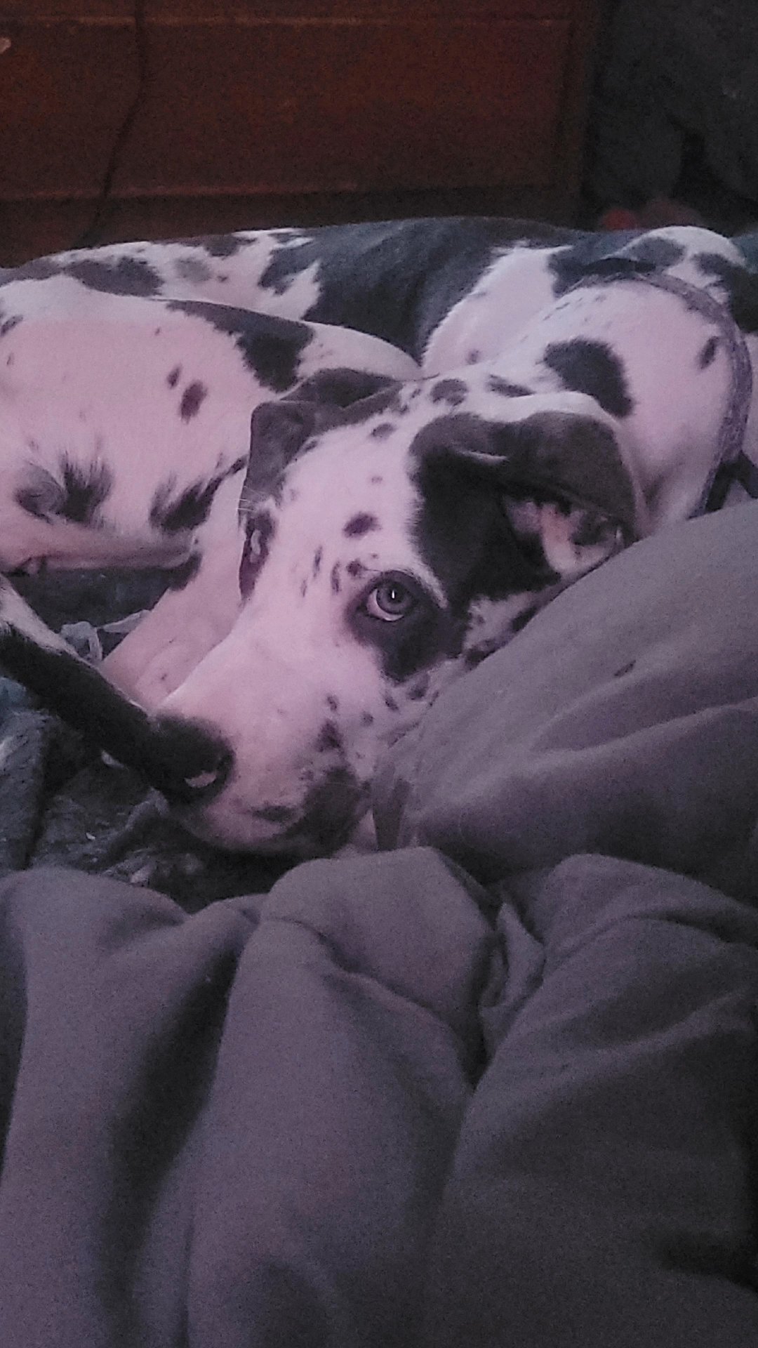 Female great dane puppy! in Danville, Virginia