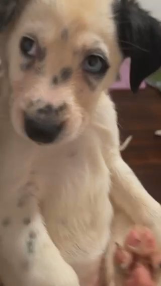 Siberian Husky/ Brown Liver Spotted Dalmatian in Kingston, New York