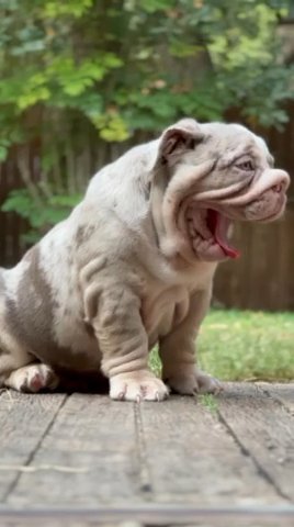 Sweetheart Lilac Tri Merle in Dallas, Texas