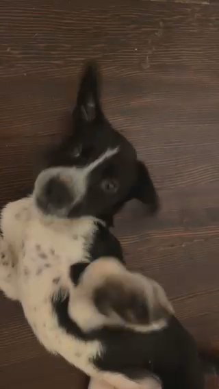 Siberian Husky/ Brown Liver Spotted Dalmatian in Kingston, New York