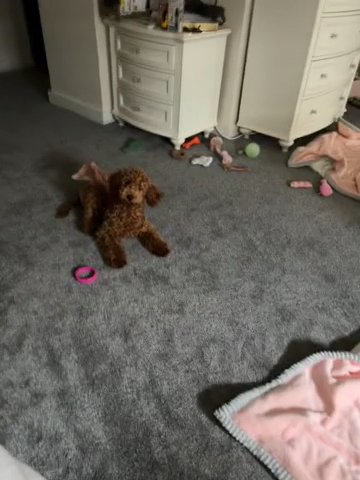Mini Golden-doodle in Barrington, Rhode Island