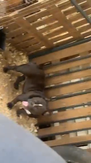 Dark Chocolate Nano Bully Female Price Reduced in Lynchburg, Virginia