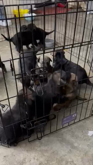 Purebred German Shepherd Puppies in Fontana, California