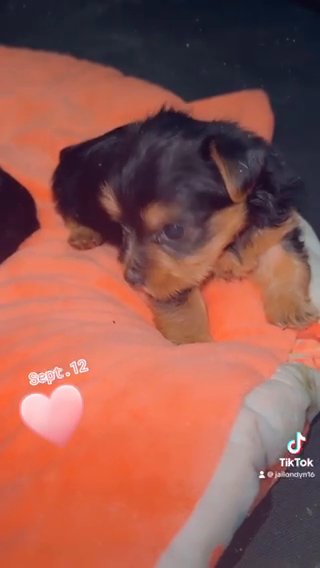 Male And Female Yorkies in Hinesville, Georgia