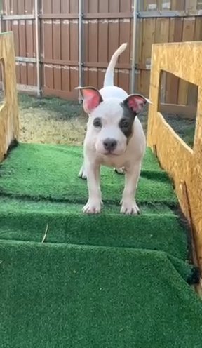 Female Pocket Bully in Dallas, Texas