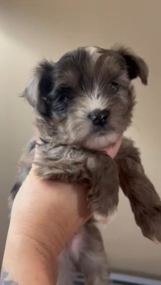 Kb Merle Male in Cleveland, Tennessee
