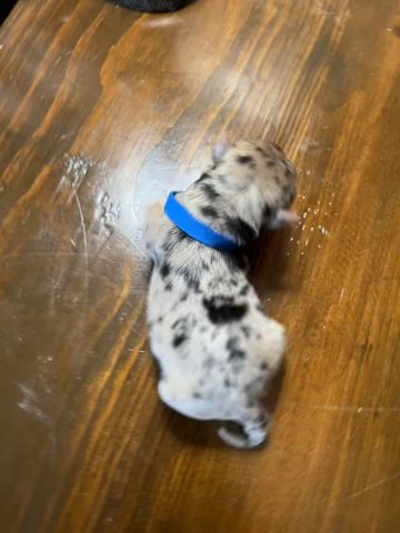 Blue Merle Yorkie in Cleveland, Tennessee