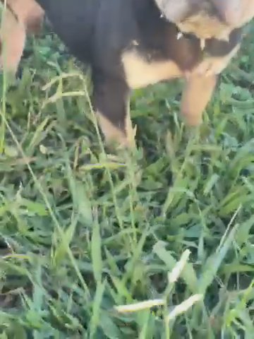 Black Tri Male French Bulldog in Lynchburg, Virginia