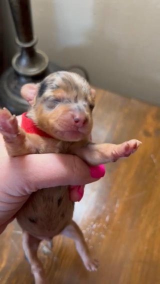 Male Blue Merle Yorkie in Cleveland, Tennessee