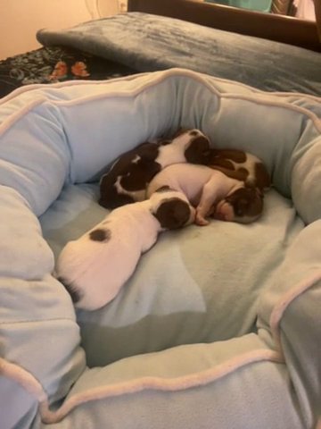 Miniature Chihuahuas Calif in San Bernardino, California