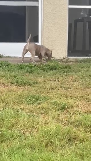 Female Bully in Cape Coral, Florida