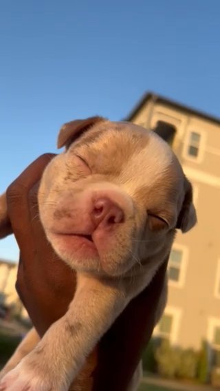 Exotic Bully in Dallas, Texas