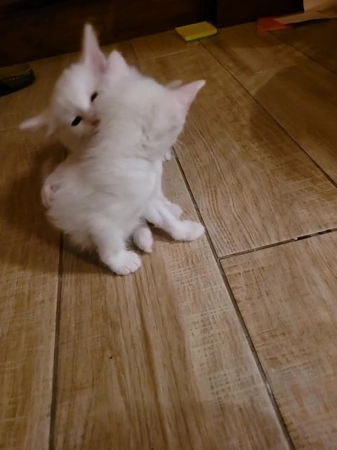 White kitten in Fountain Valley, California