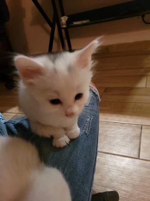 white female kitten in Fountain Valley, California