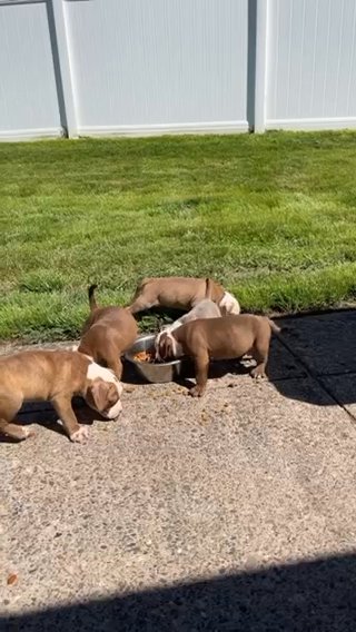 Bulldogs For Sell in Lawrence, New Jersey