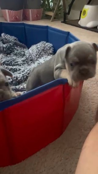 Frenchies in Houston, Texas