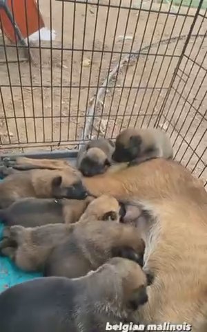 Belgian Malinois Puppies in Menifee, California