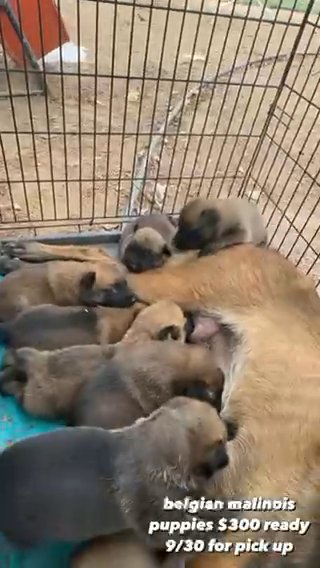Belgian Malinois Puppies in Menifee, California