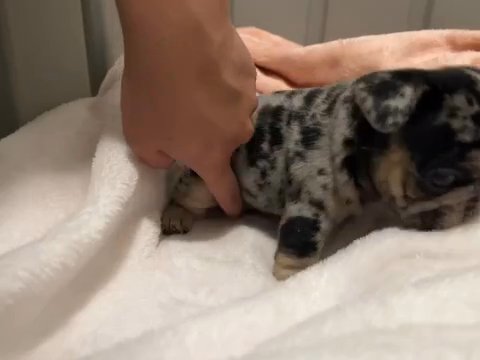 Female Black Nd Tan Merle in El Paso, Texas