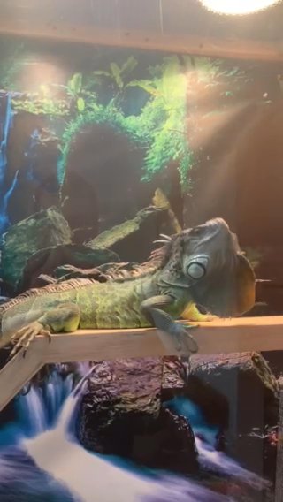 Rocco The Iguana in Bay City, Michigan