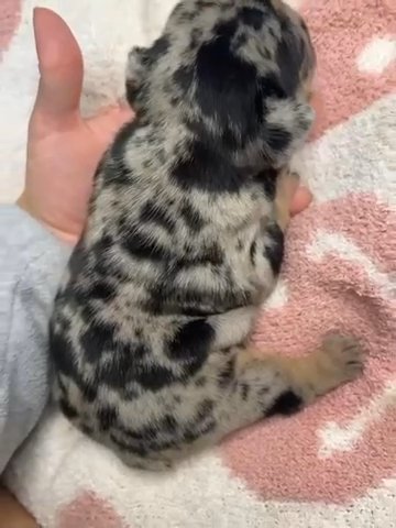 Black Nd Tan Merle Female in El Paso, Texas