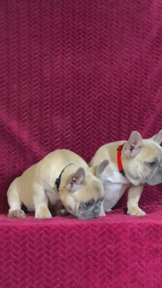 Female Frenchies in Tucson, Arizona
