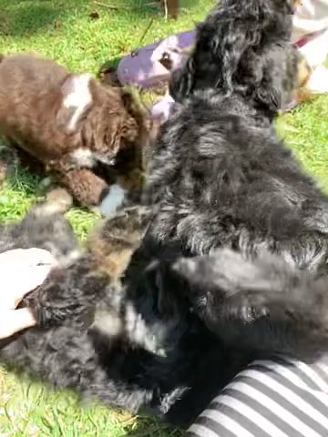 F1 Aussiedoodle puppies Small Standard in Asheville, North Carolina