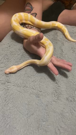 Beautiful Albino Ball Phyton in Apopka, Florida
