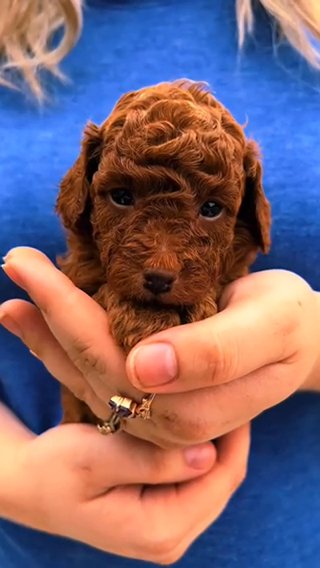 Harvest The Purebred Dark Red AKC Toy Poodle Puppy in Huntsville, Alabama