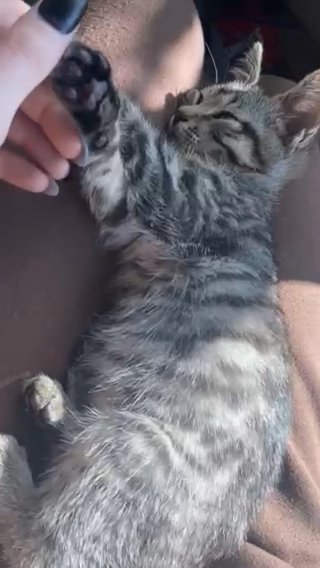Kitten 7 Weeks in Fort Wayne, Indiana