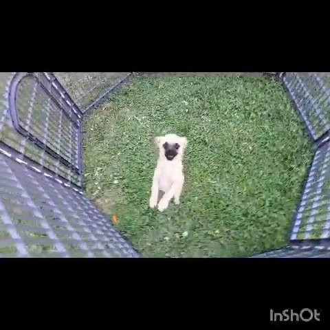 brownie poma pug puppy SOLD in Fresno, California