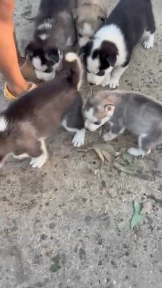 Siberian Husky Puppies in Knightdale, North Carolina