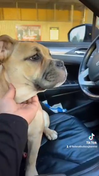 Rehomeing Old English Bulldog Puppy in Glendale, Wisconsin