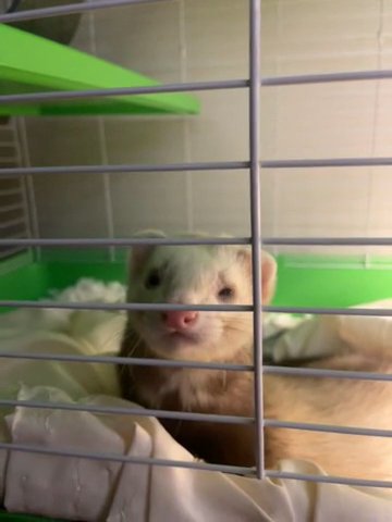8 Month Old Ferret in Greensboro, North Carolina