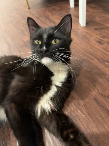Black And White Kitten in Braselton, Georgia