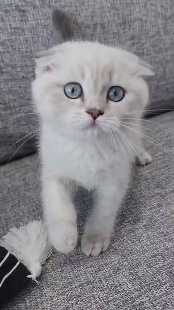 Scottish fold girl in Nicholasville, Kentucky