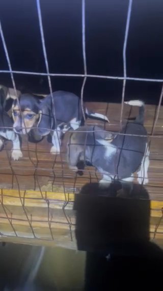 Beagle pups 8 weeks old in Atlanta, Georgia