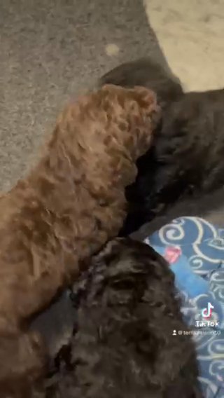 AKC Standard Poodle Puppies in Lehigh Acres, Florida