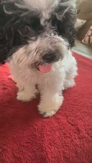 Female Teddy Bear Puppy in Rockville Centre, New York