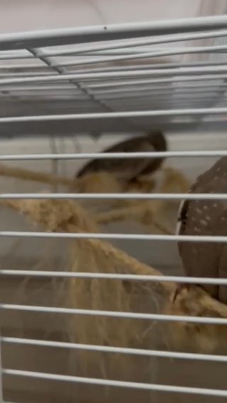 Tame Cockatiel in Stockton, California