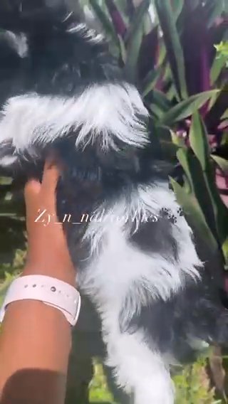 Tiara / Championship Pedigree in League City, Texas