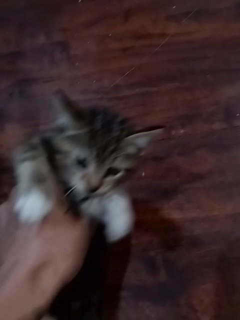 Tabby Cat Kitten in Athens, Georgia