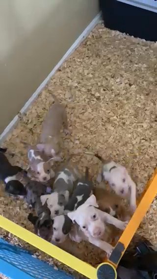 Argentina Dogo pit Mix Puppies in Fayetteville, North Carolina