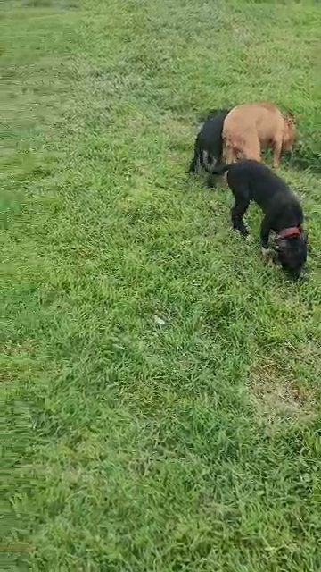 staffy looking for good homes in Newark, New Jersey
