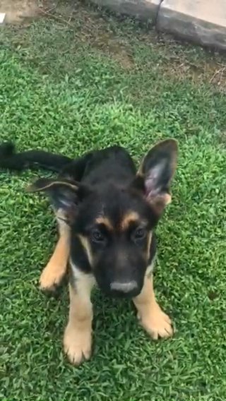 Princess GSD Runt in Wake Forest, North Carolina