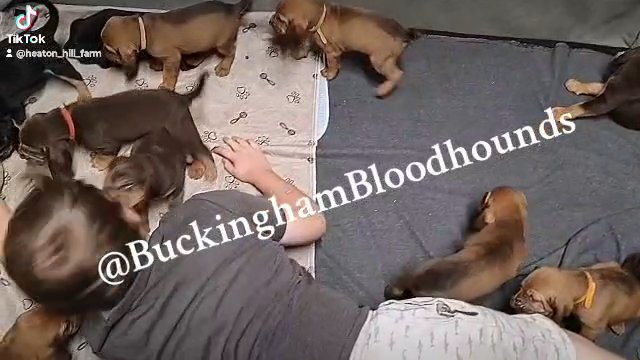 AKC registered Bloodhound puppies in Johnson City, Tennessee