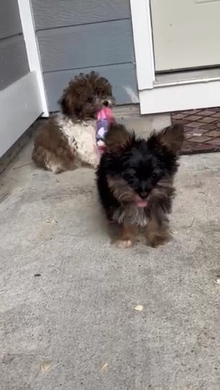 Tea Cup Yorkie Poo Puppy For Sale in Fayetteville, North Carolina
